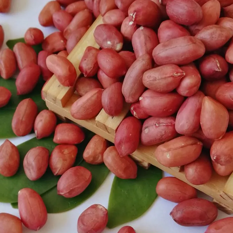 خرید مغز بادام زمینی آستانه اشرفیه